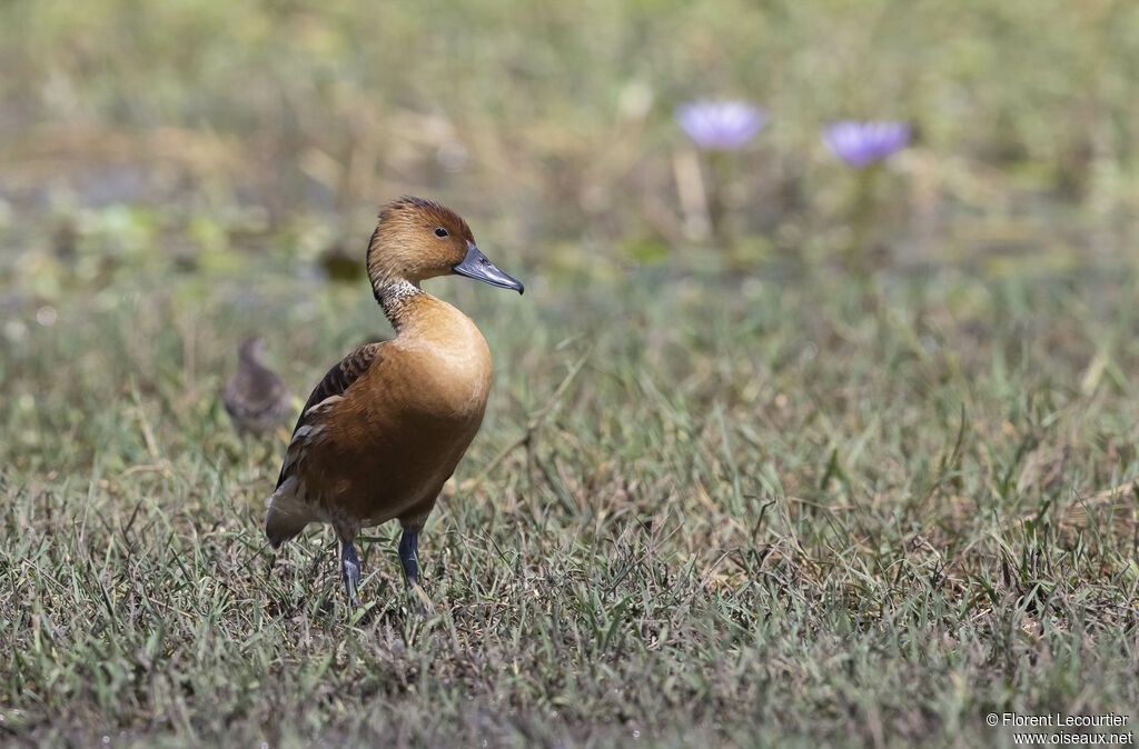 Fulvous Whistling Duck