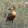 Dendrocygne fauve