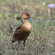 Fulvous Whistling Duck