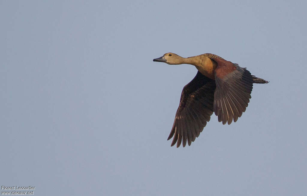 Lesser Whistling Duckadult, Flight