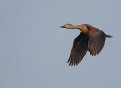 Lesser Whistling Duck