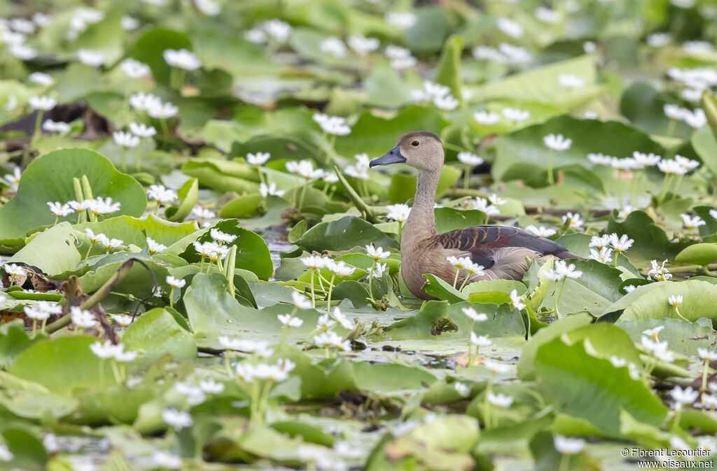 Lesser Whistling Duck