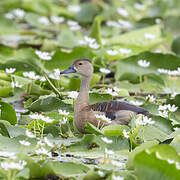 Lesser Whistling Duck