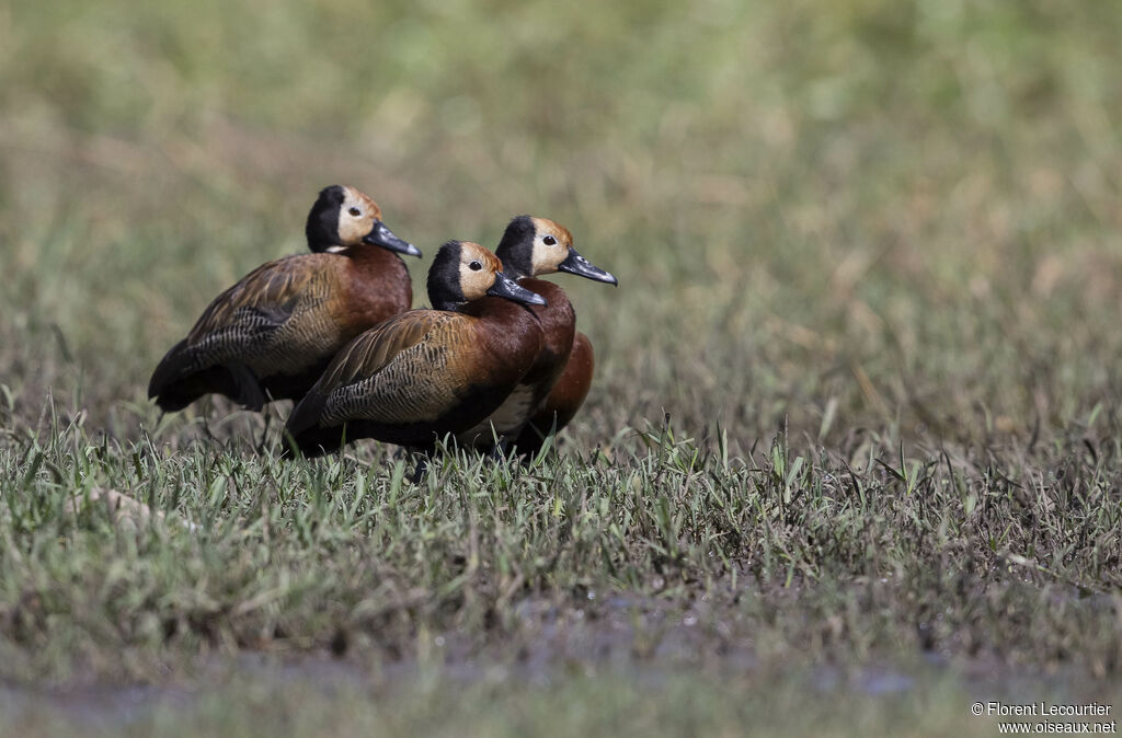 White-faced Whistling Duck