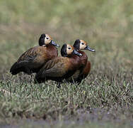 White-faced Whistling Duck