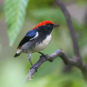 Scarlet-backed Flowerpecker