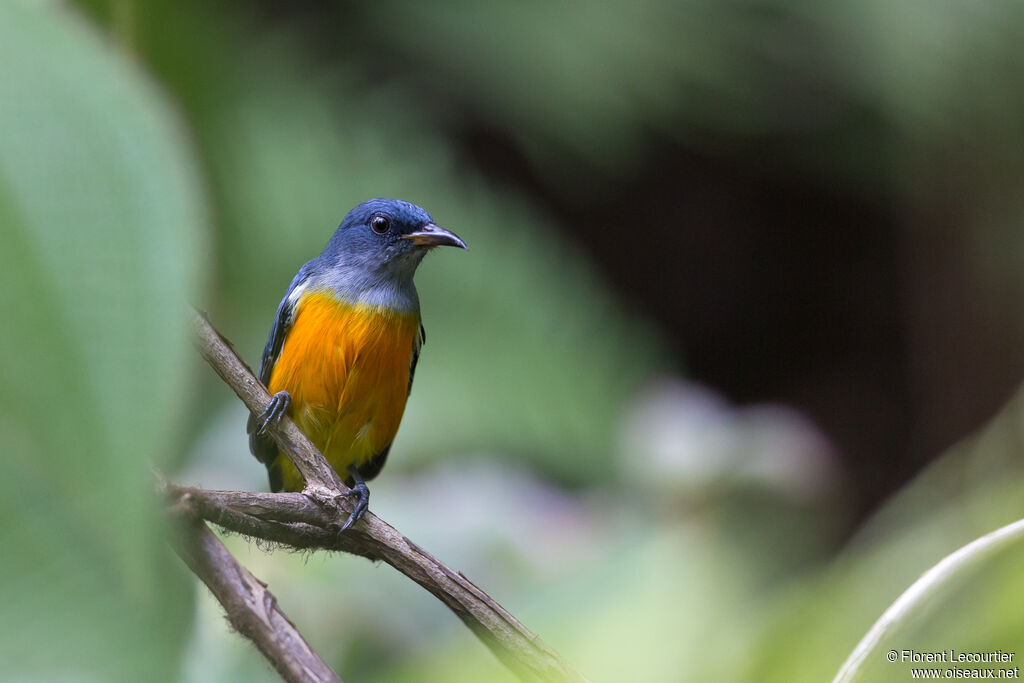 Orange-bellied Flowerpecker male adult