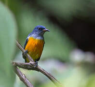 Orange-bellied Flowerpecker