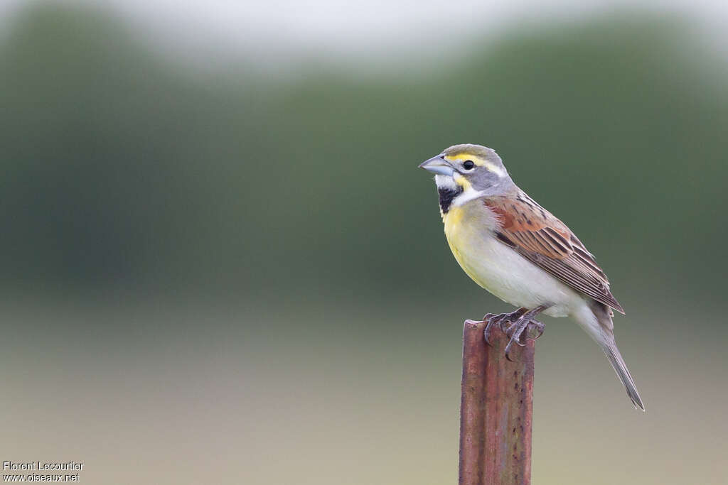 Dickcissel male adult breeding, identification