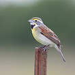 Dickcissel d'Amérique