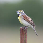 Dickcissel d'Amérique