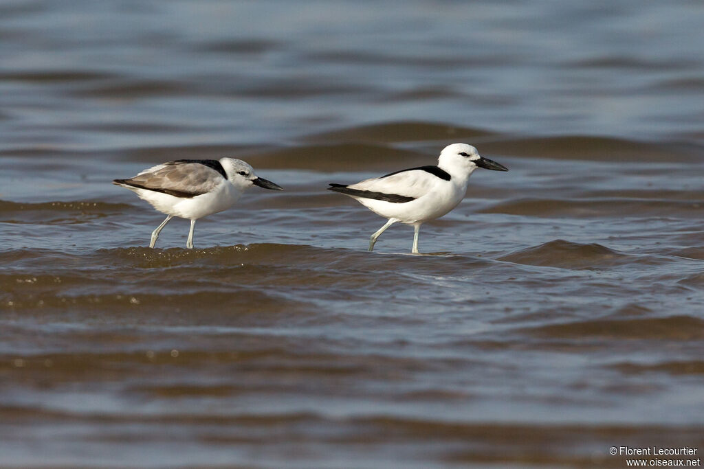 Crab-plover