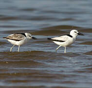 Crab-plover