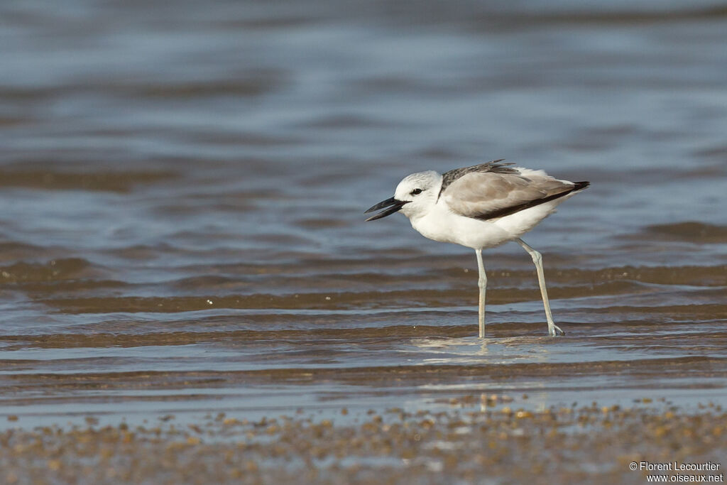 Drome ardéoleimmature