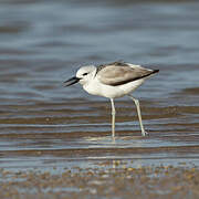 Crab-plover