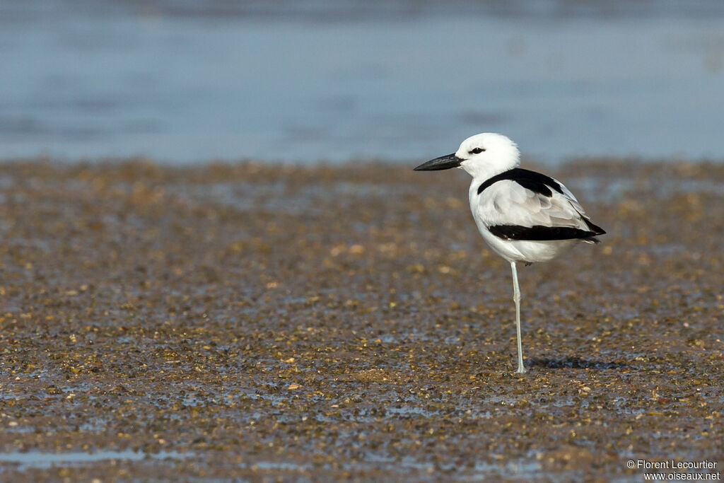 Crab-plover