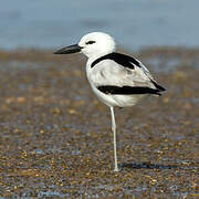 Crab-plover