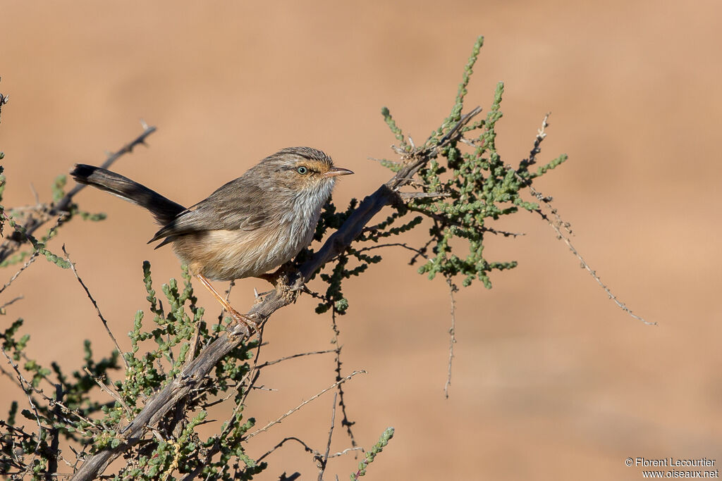 Streaked Scrub Warbler