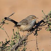 Streaked Scrub Warbler