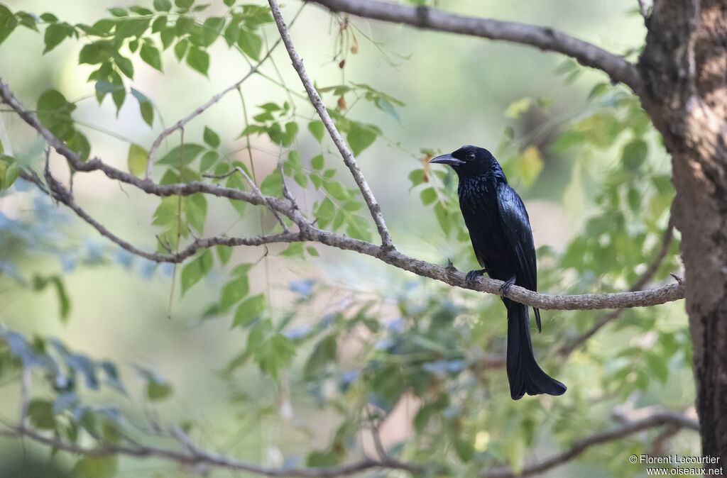 Drongo à crinière