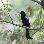 Drongo à crinière