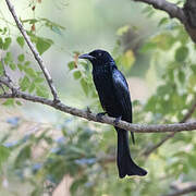 Drongo à crinière