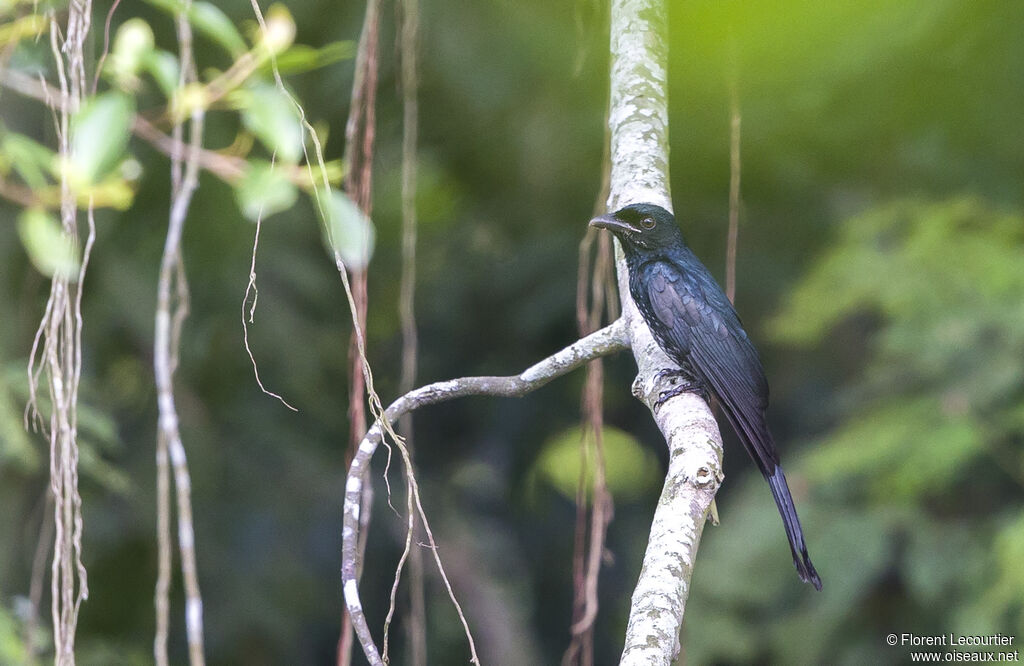 Drongo à gros bec