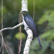 Crow-billed Drongo