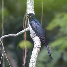 Drongo à gros bec