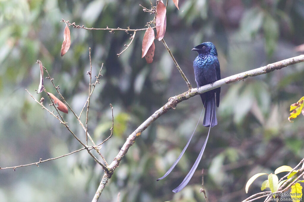 Drongo à rames mâle adulte