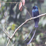 Lesser Racket-tailed Drongo