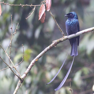 Drongo à rames