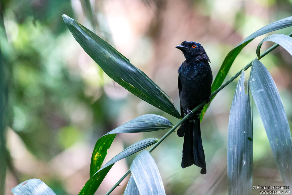 Drongo à raquettes