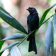 Greater Racket-tailed Drongo