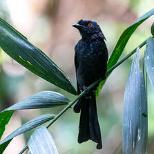 Drongo à raquettes