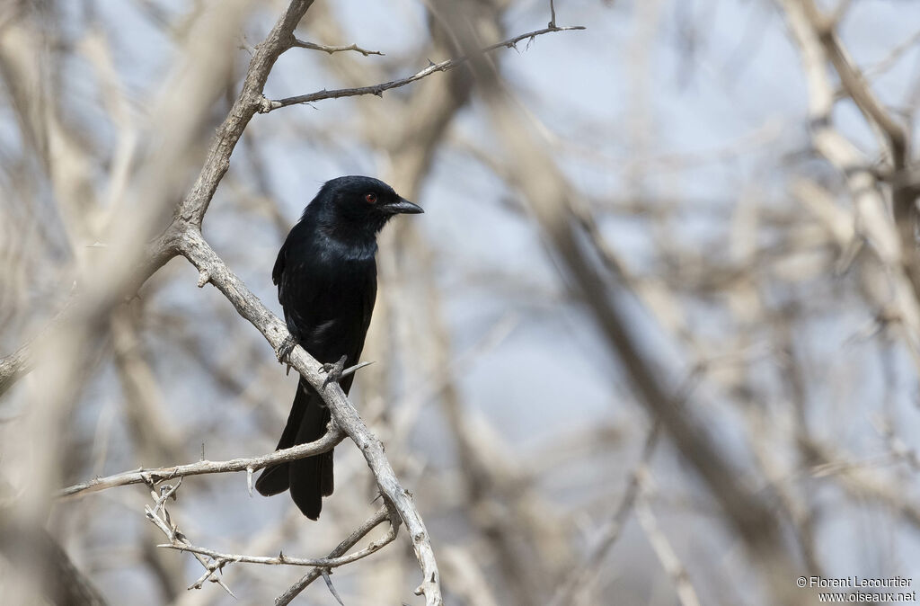 Fork-tailed Drongo