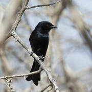 Fork-tailed Drongo