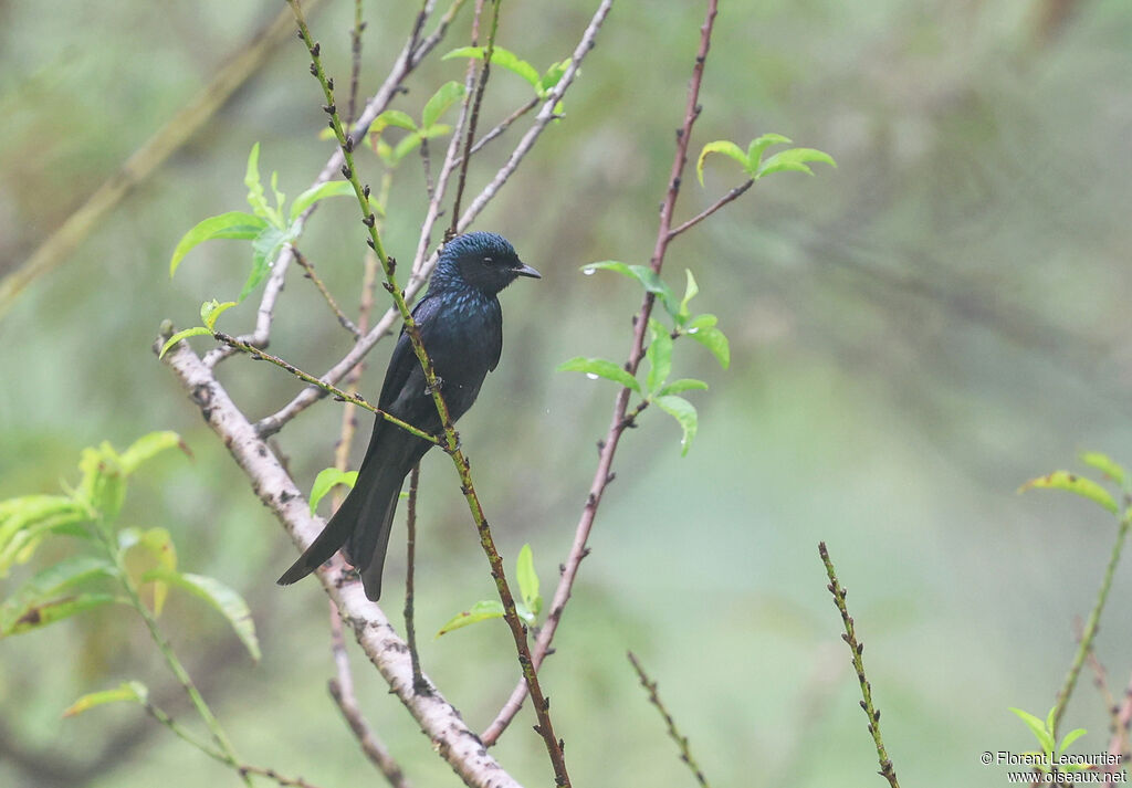 Bronzed Drongo