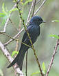 Drongo bronzé