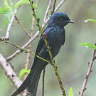 Drongo bronzé