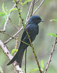 Drongo bronzé