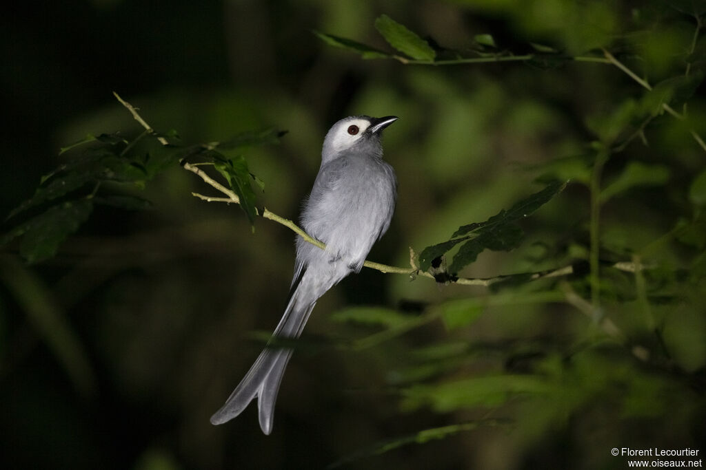 Ashy Drongo