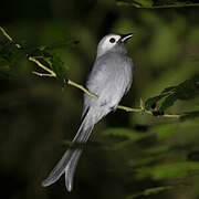 Ashy Drongo