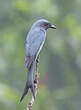 Drongo cendré