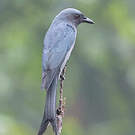 Drongo cendré