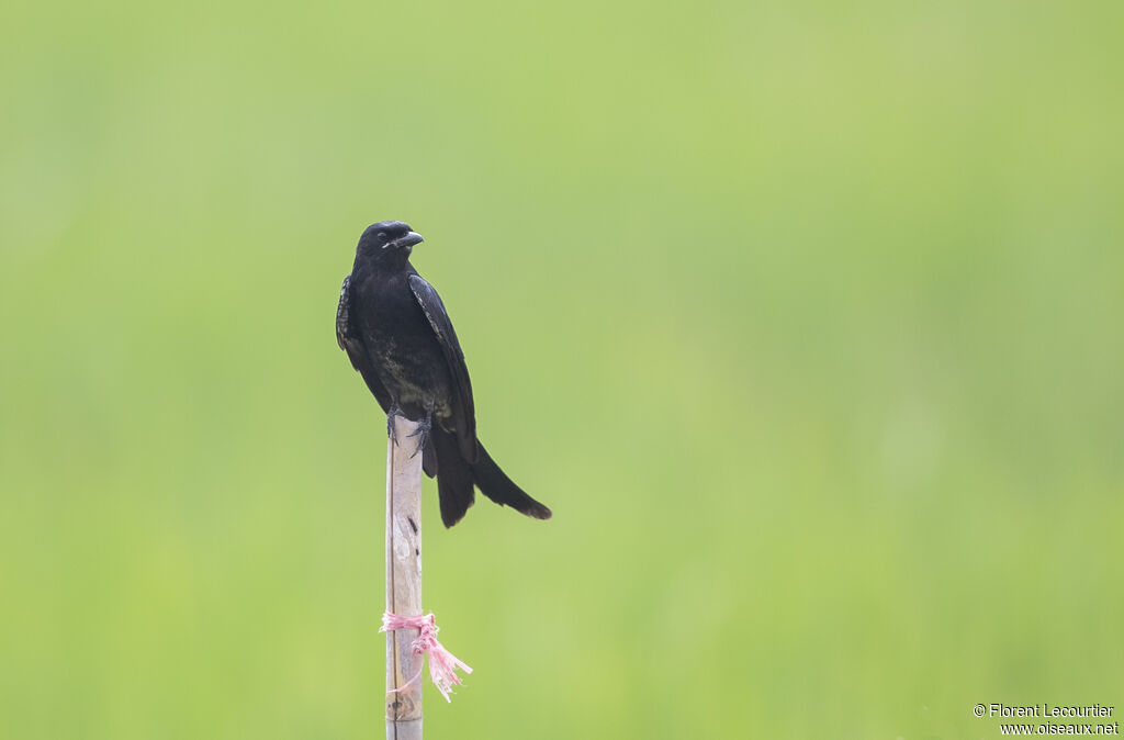 Black Drongo