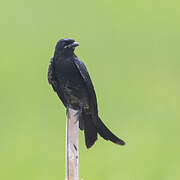 Black Drongo