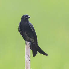 Drongo royal