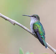 Fork-tailed Woodnymph