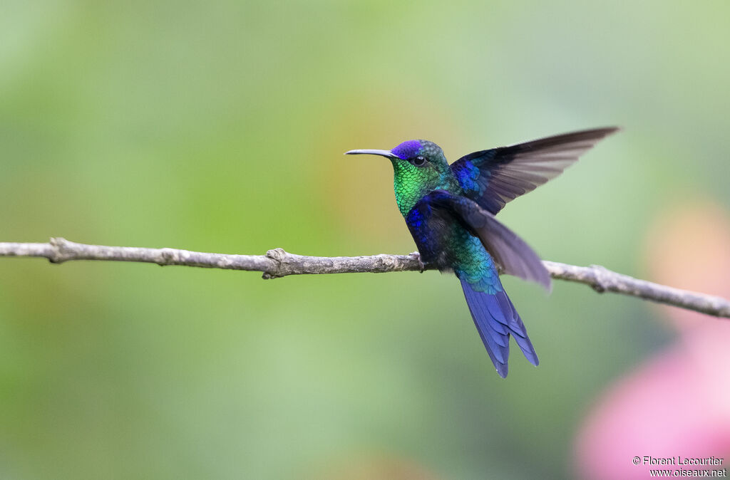 Crowned Woodnymph male adult